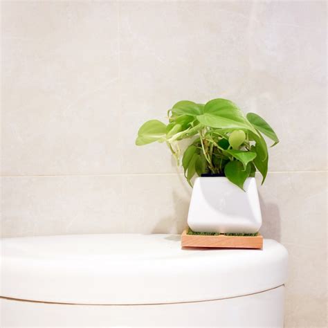 綠化植物 浴廁改造